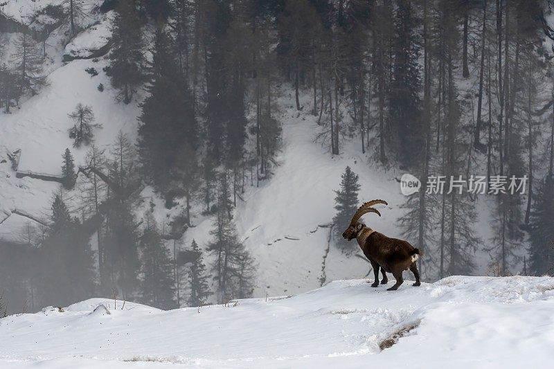 意大利valsavarenche Val D 'aosta的高山野山羊雄性在冬季下雪的环境中